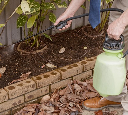 Борба с бълхи